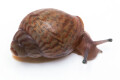 Achatina achatina achatina Ghana typ 2a x Nigeria typ 2a albino body juvenil